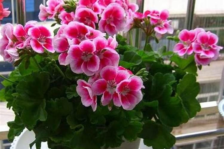 磷肥主要促进植物的什么生长