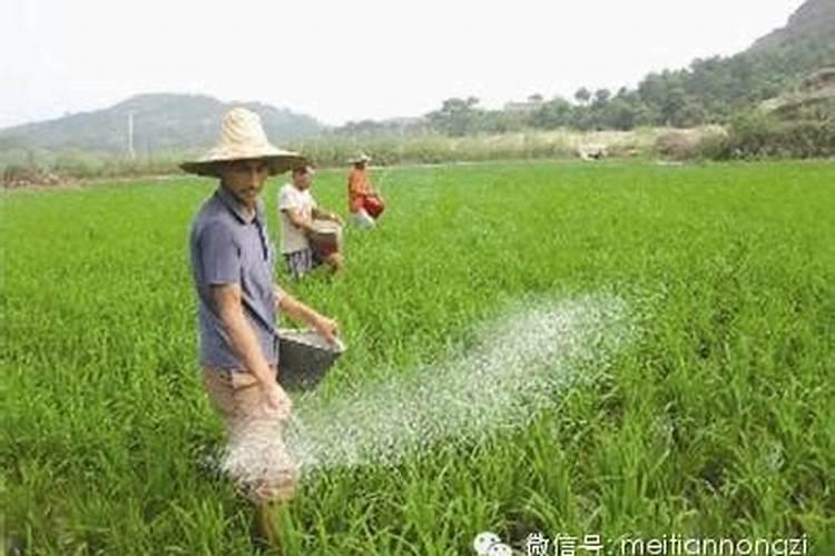 草坪肥料的种类有哪些