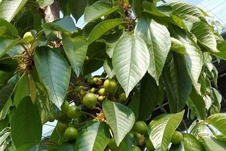 樱桃树浇什么肥料合适