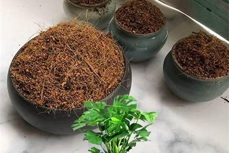 龟背竹施什么肥最好