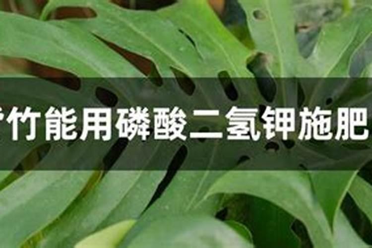 龟背竹施什么肥好,龟背竹施氮磷钾肥最好