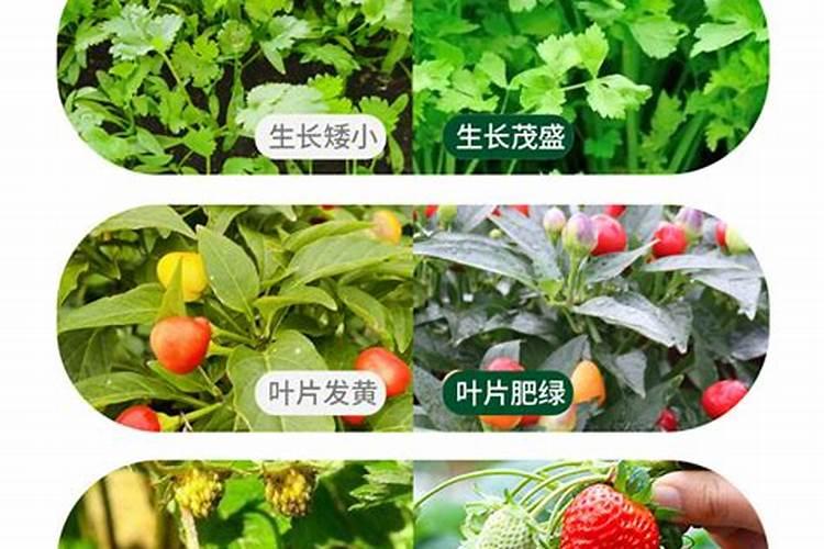 兰花什么时候施肥最好 兰花施肥用什么肥最好(氮磷钾肥)
