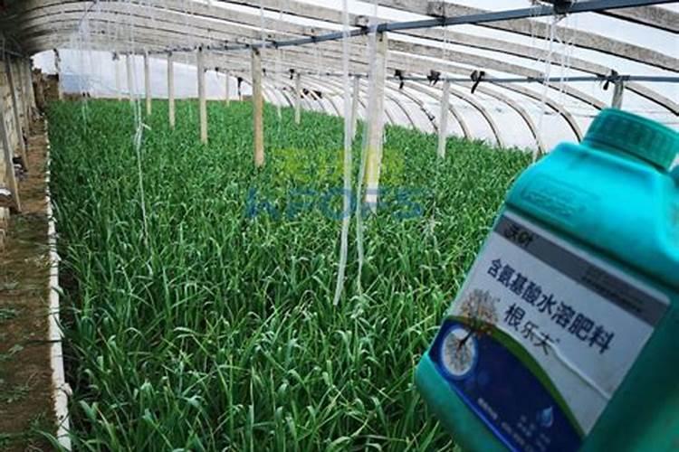促进植物生根的肥料是哪些？促进植物长新叶子的肥料是哪些？