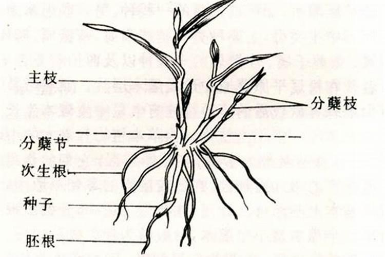 什么肥料能促长植物的根