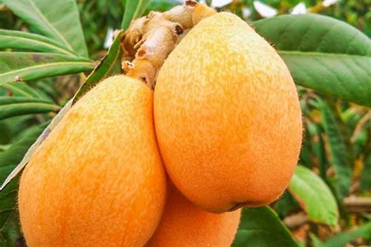 花生饼与油菜饼那种喂鱼好？