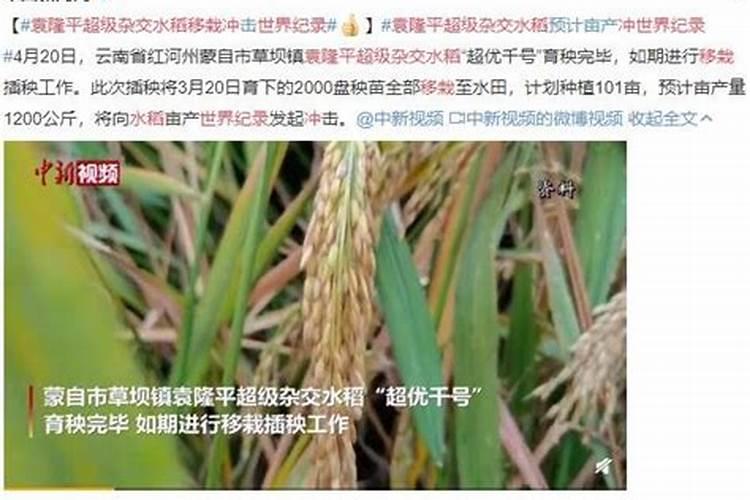 水稻钾肥的正确使用方法及注意事项