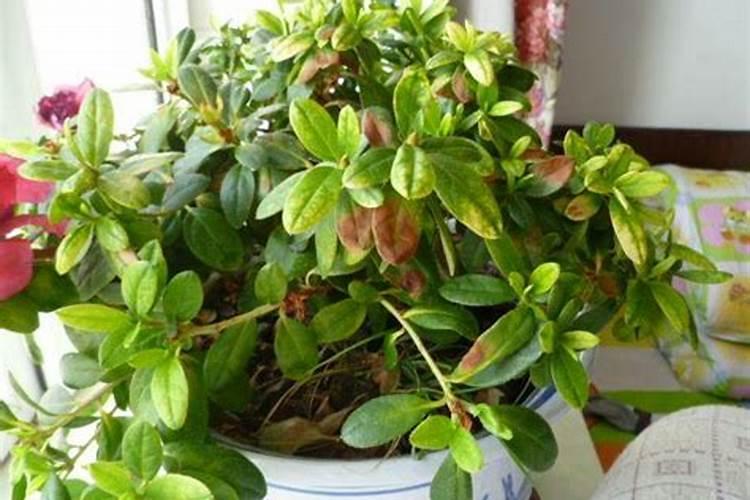 月季花盆里有蚯蚓怎么解决,月季花盆里养蚯蚓会影响花吗