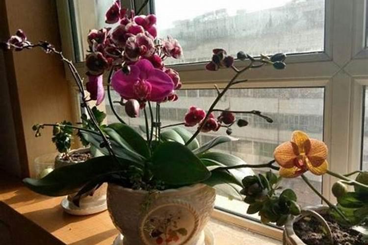 如何大面积种植韭菜