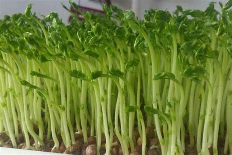 菜田里很多福寿螺,用什么药才好