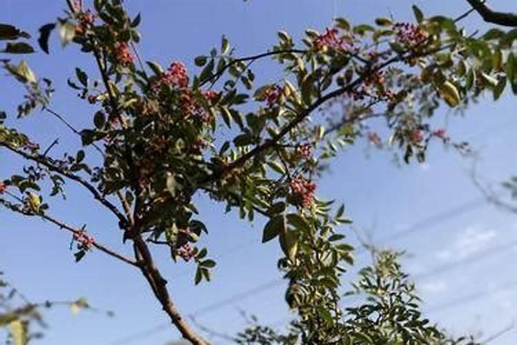 九叶青花椒栽后多久施肥的问题？