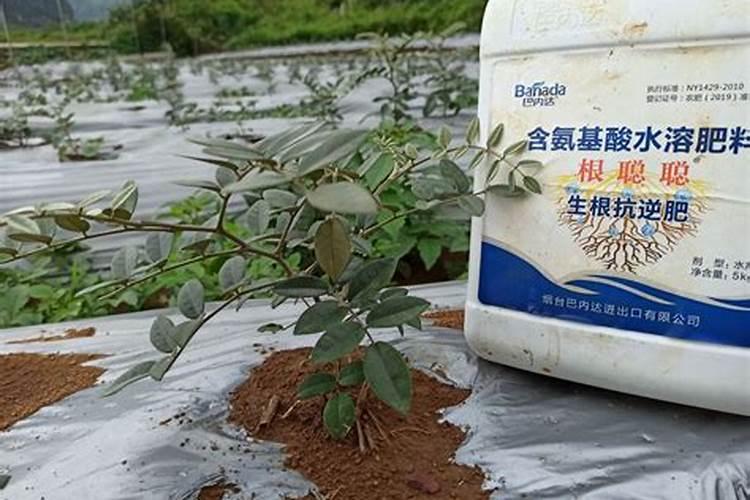 山豆根幼苗怎样施水肥