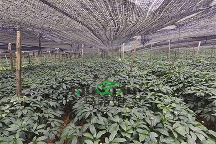 三七花是什么植物