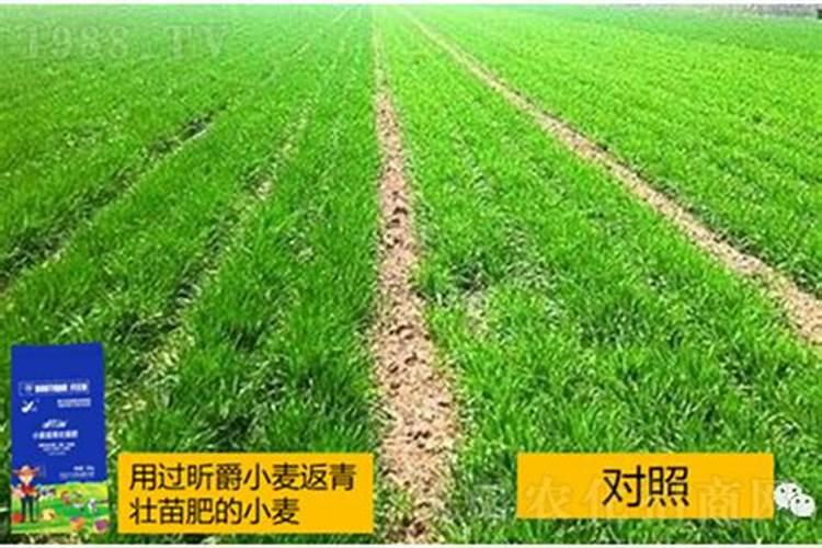 怎样养殖红掌