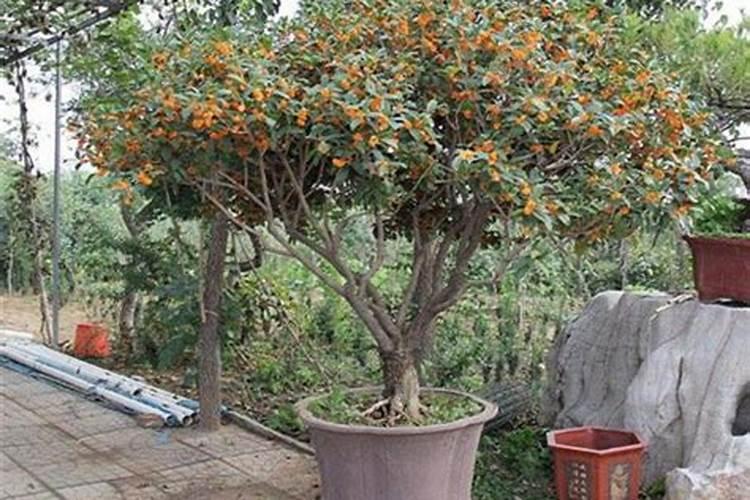桃树浇什么肥料能增产增甜？种植桃树防病增产施肥管理如何做