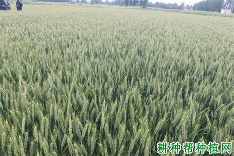 大葱整个周期都用什么肥料？