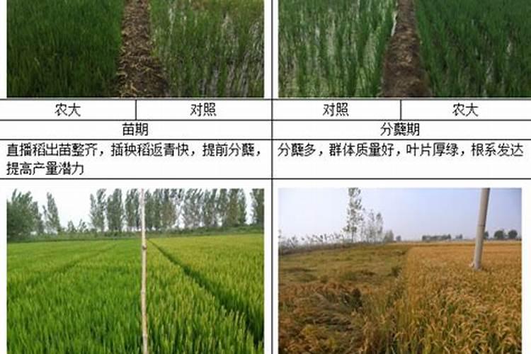 花用复合肥怎么用