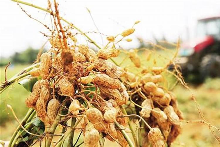 花生喷施硼肥最佳时间 使用注意事项有哪些