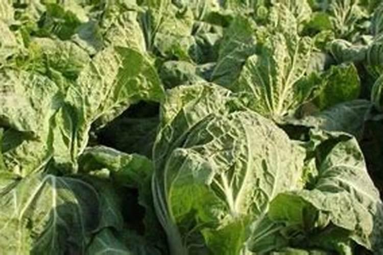 大白菜用什么肥料追肥(上几次肥最好,什么时候用肥)