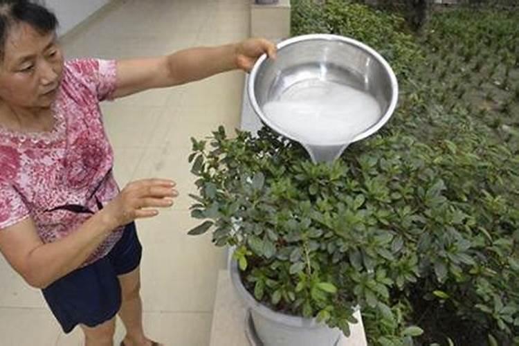 用豆饼如何施肥