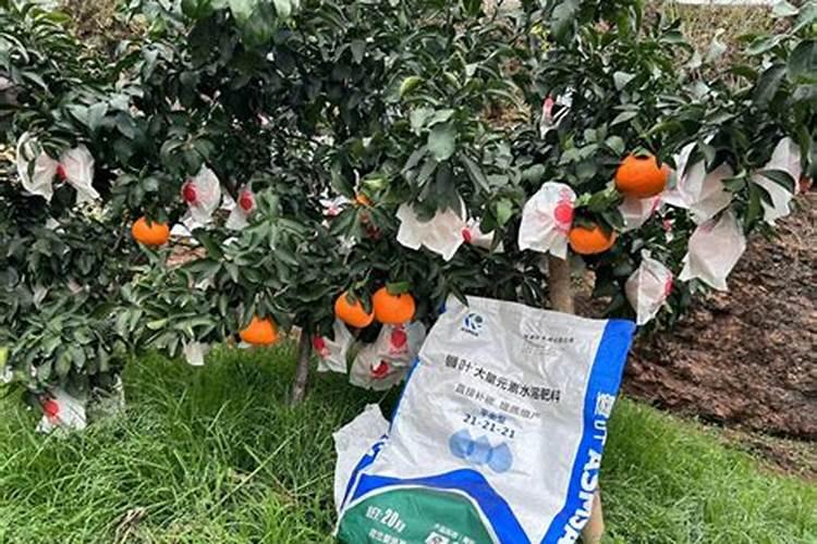 柑橘开花时期适合用啥肥料