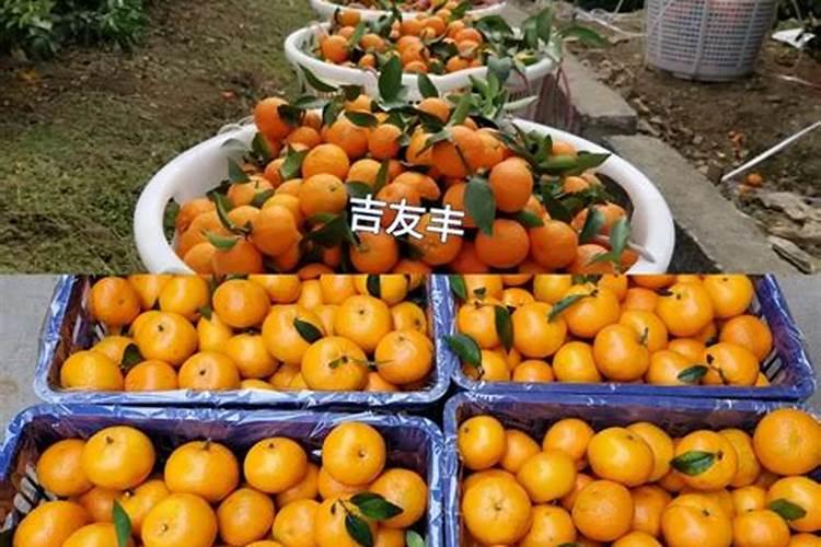 粽叶可以反复使用吗？