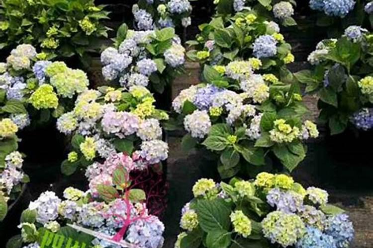 打叶面肥能是苹果表光好吗
