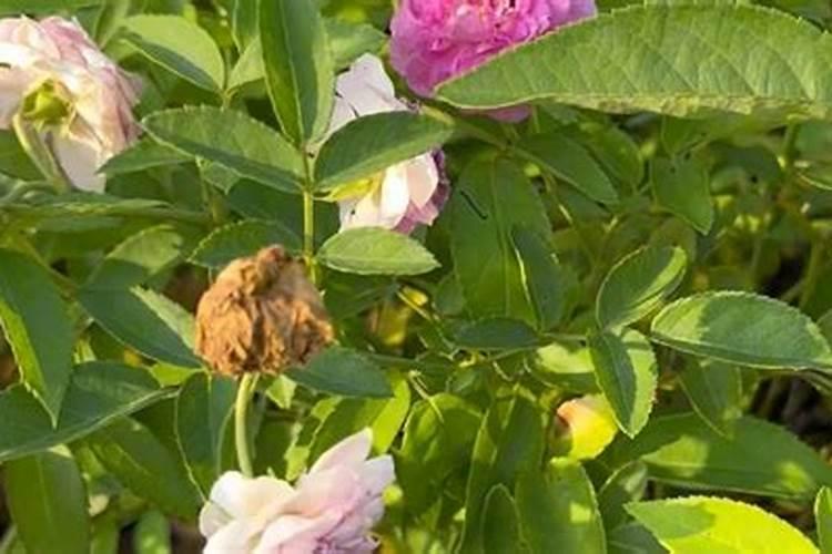月季花的秋季养护方法