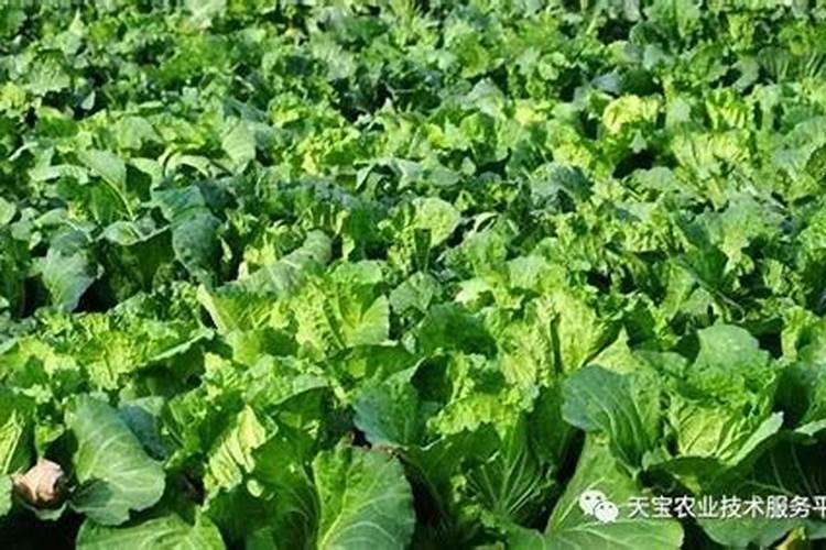 硼肥对油菜的作用,硼肥过量怎样补救