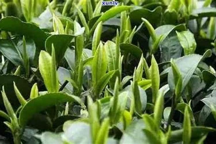 芹菜用什么肥料长得快