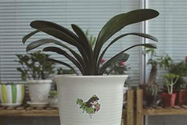 秋季花卉施肥过量怎么办？