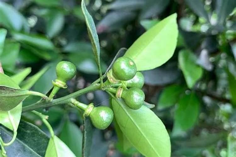 蔬菜如何施肥？从苗开始到成熟``大概要怎么做？