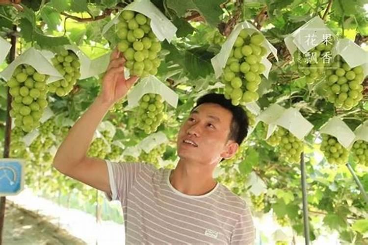 什么是磷肥和钾肥