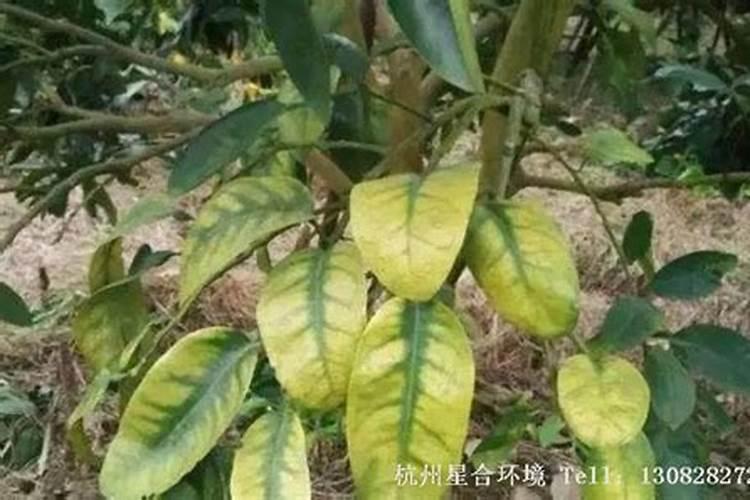 钟凌琳这五行里缺什么