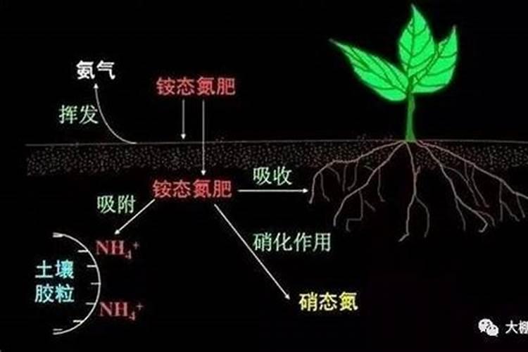 石灰性土壤铵态氮肥利用率低的原因