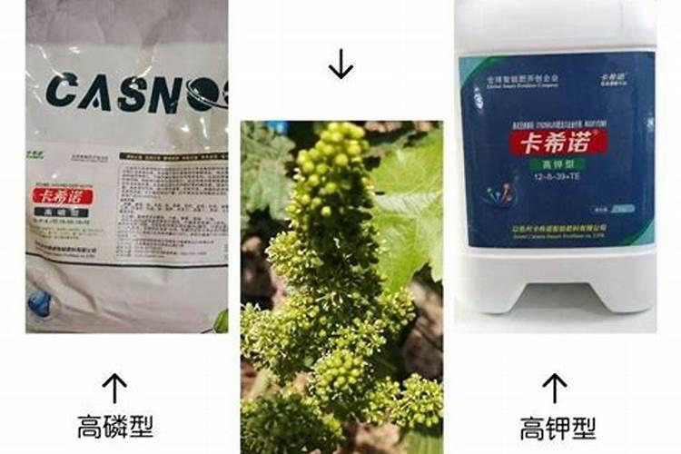 葡萄彭大期怎样用肥