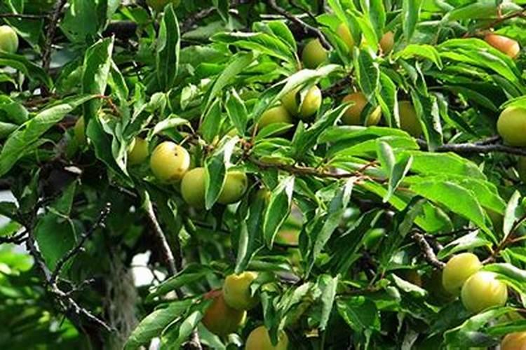 果树最佳施肥时间表？