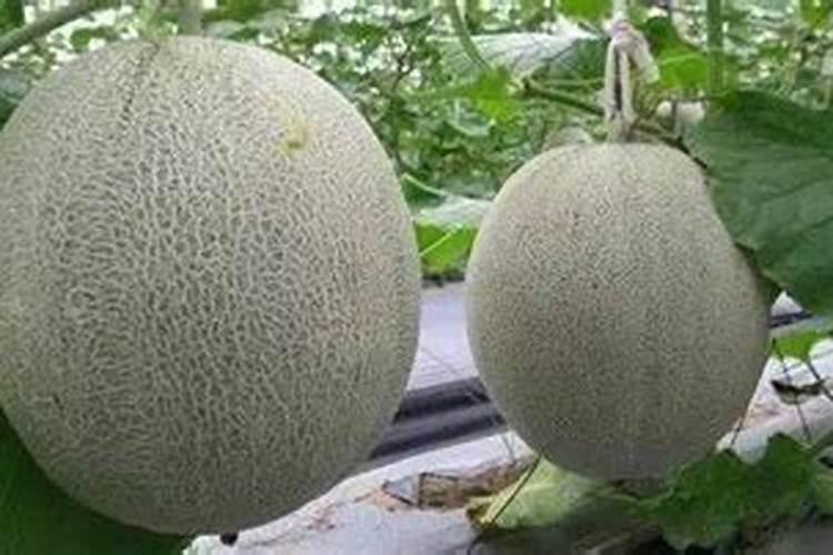 厚皮网纹瓜,叶片发黄,不是霜霉病,求解释什么原因,是不是生理病害？