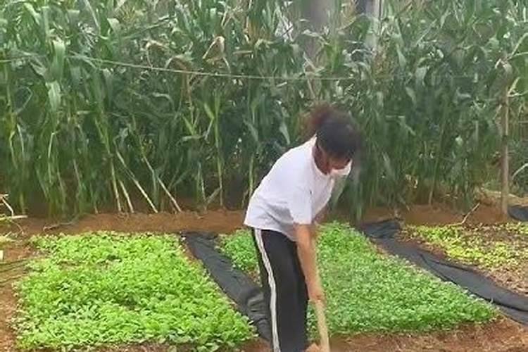 果树能同时施石灰和化肥吗