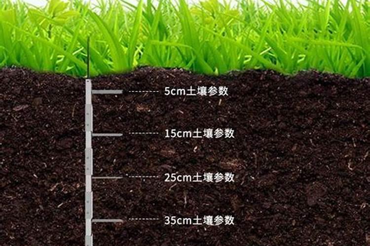月季花施肥需要注意什么