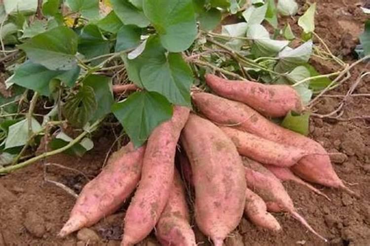 红薯什么时候打芸苔素 如何合理使用