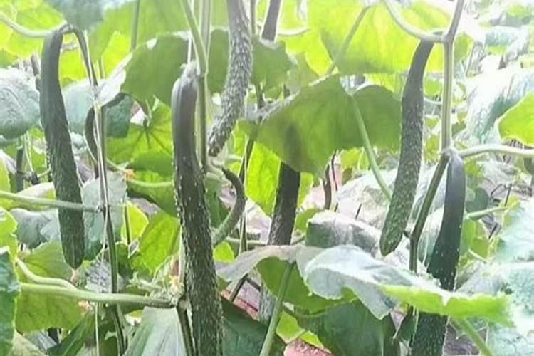 氮是怎么变成化肥的