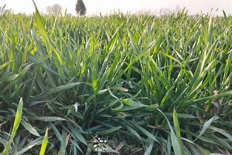 小麦除草剂能和叶面肥混合打吗