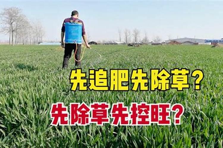 种植小麦时,应该先喷洒除草剂还是先浇水呢？