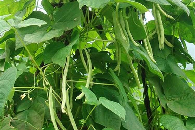四季豆用什么肥料最好