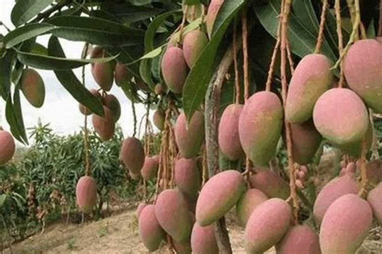 种花生用什么肥料比较好一点