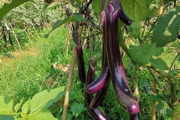 茄子彭果期喷施什么叶面肥好
