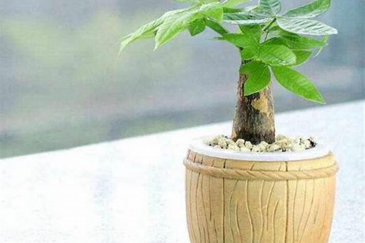 发财树营养液怎么用 多久浇一次营养液