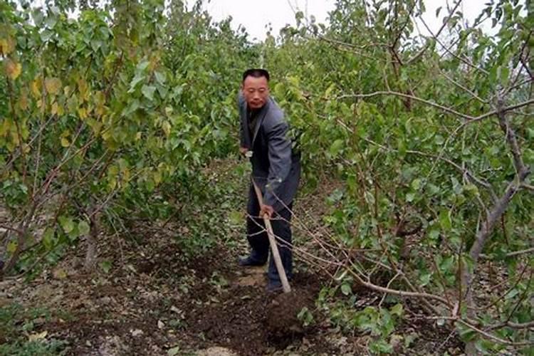 水溶肥桃树上什么时候用好