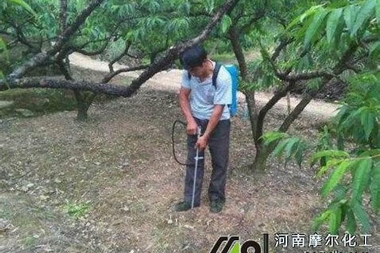 有人说番茄喷醋能实现增产,究竟是不是真的呢？