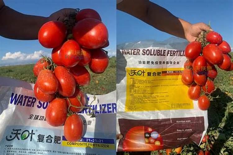 豆角种植时间与生长周期